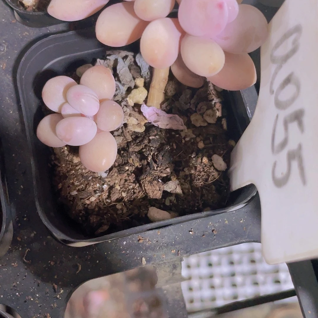 ～**～水光针桃蛋a055一物一拍