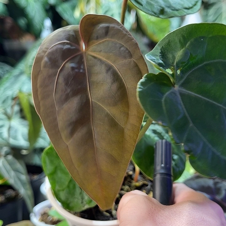 完全开放黑凤凰红水晶