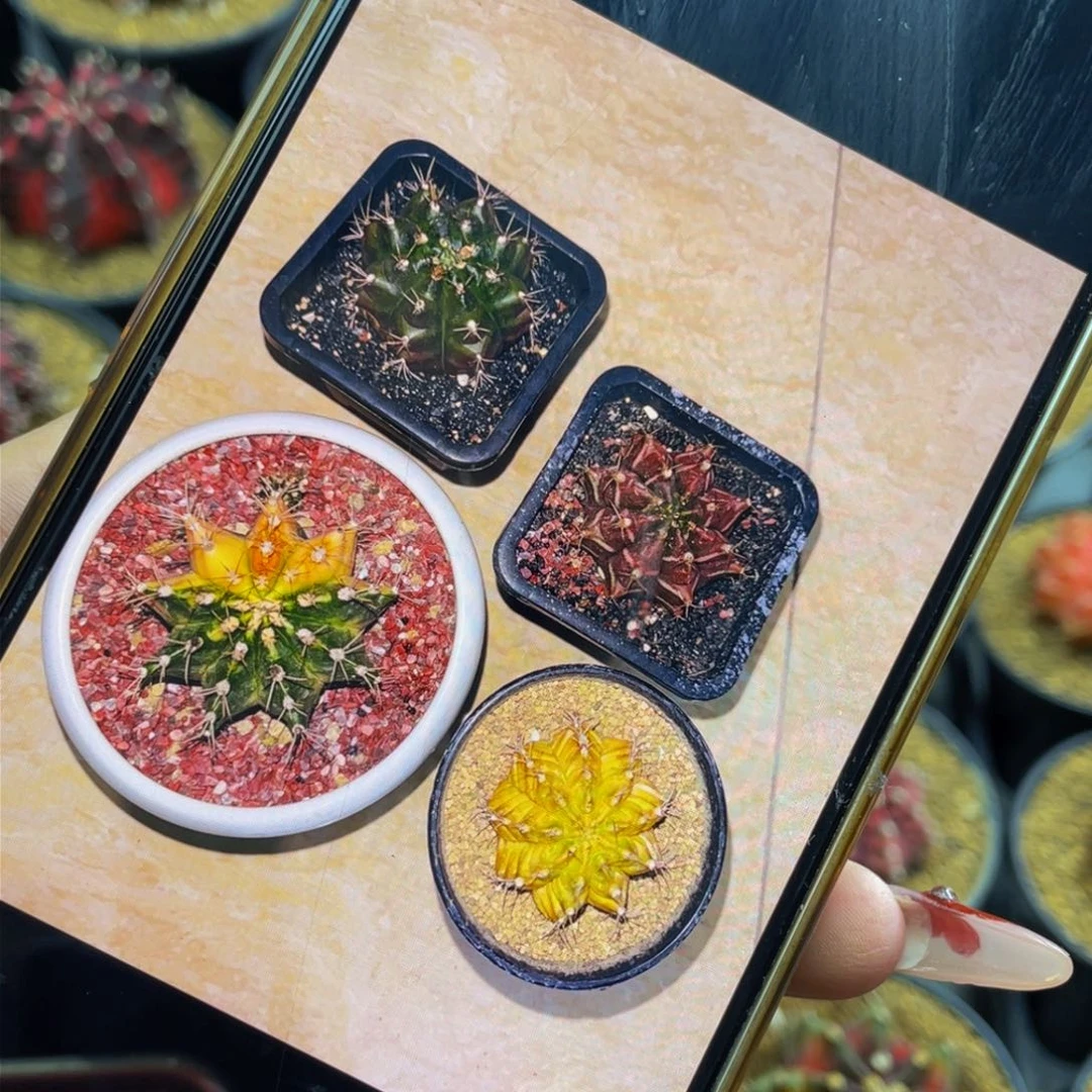 易*香米哈星球0000000000888