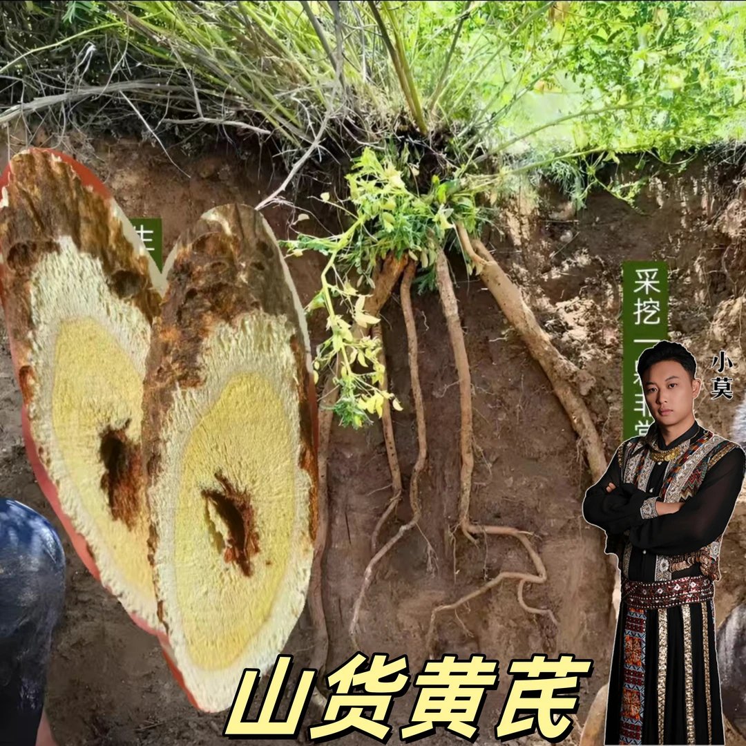 [山货黄芪]（龙眼黄芪+生长年现长）250g起