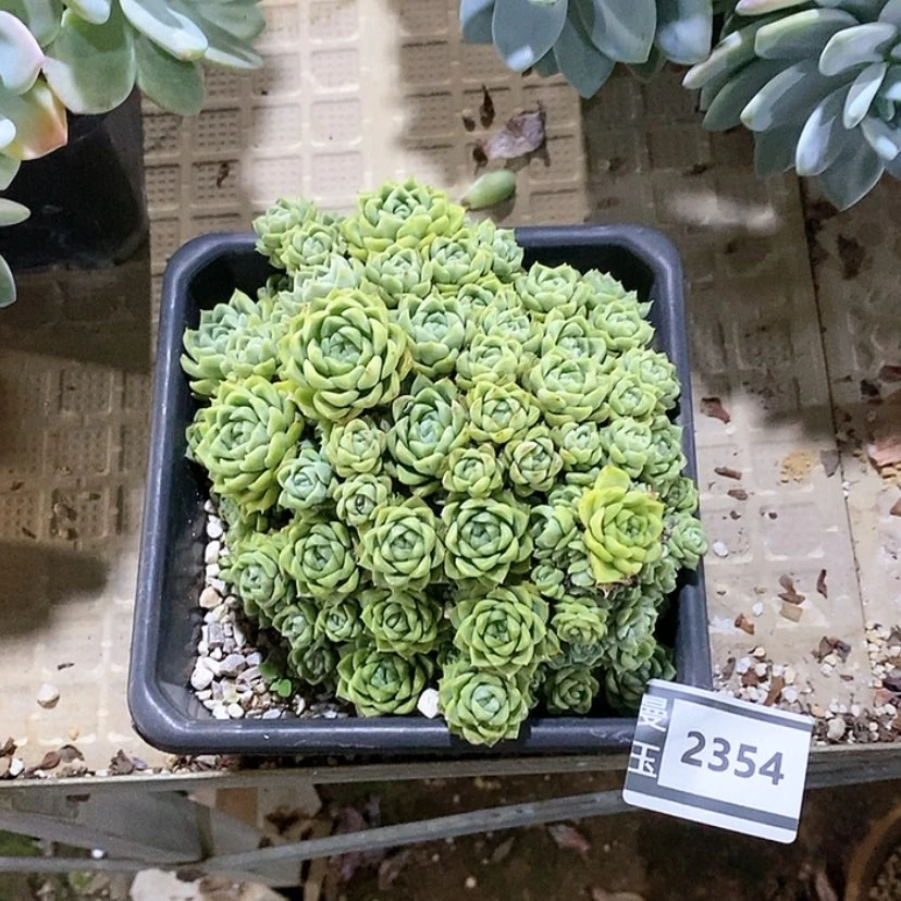 【闪购商品】杂2354