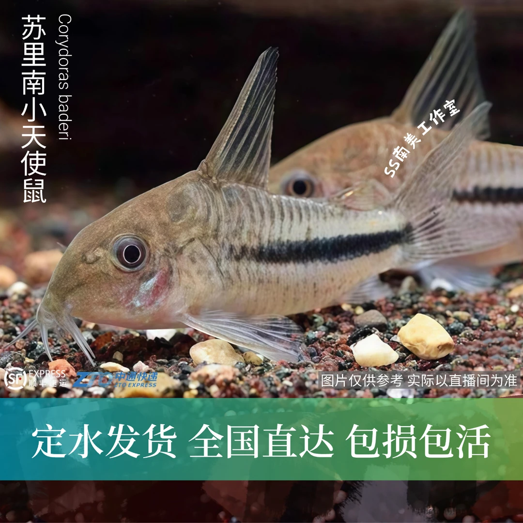 SS南美工作室  苏里南小天使