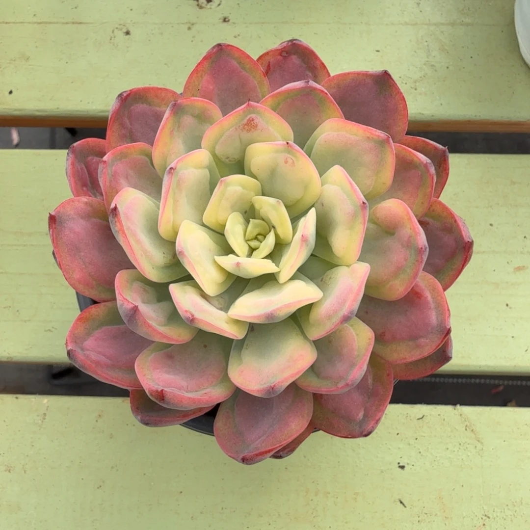 雨滴锦锦上园艺一物一拍