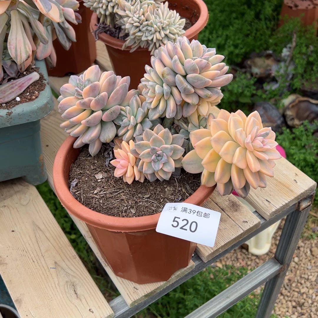 520多肉植物纤维维生素