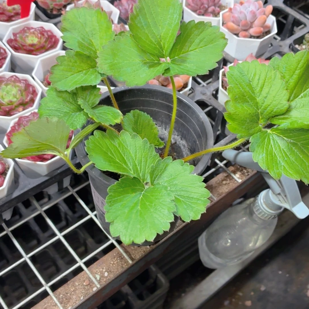 白草莓两颗9.9包邮发货