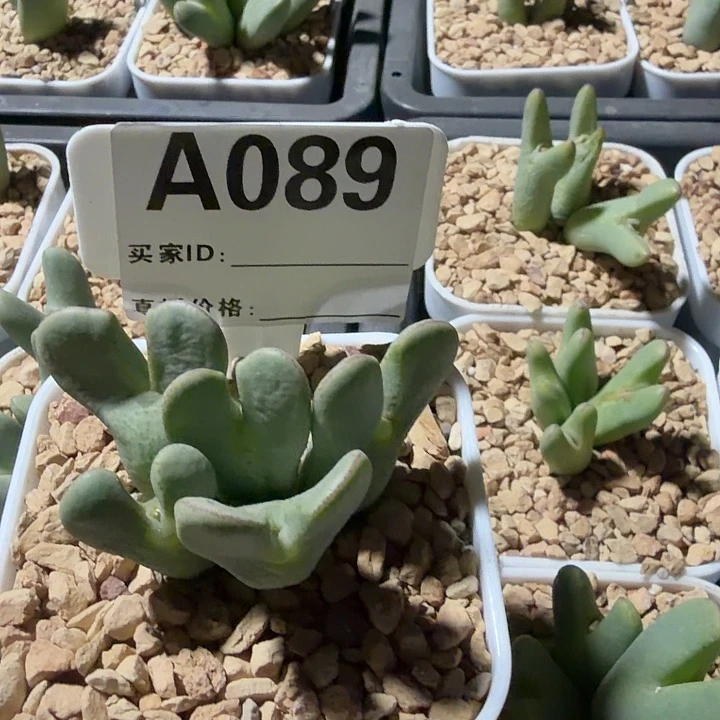 ****妹089。多肉植物的生长发育