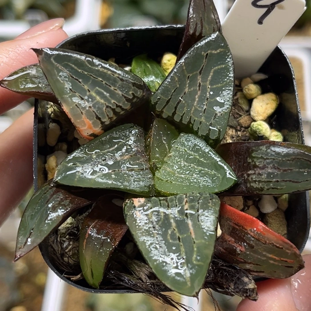 9冰河寿锦腹肌专场