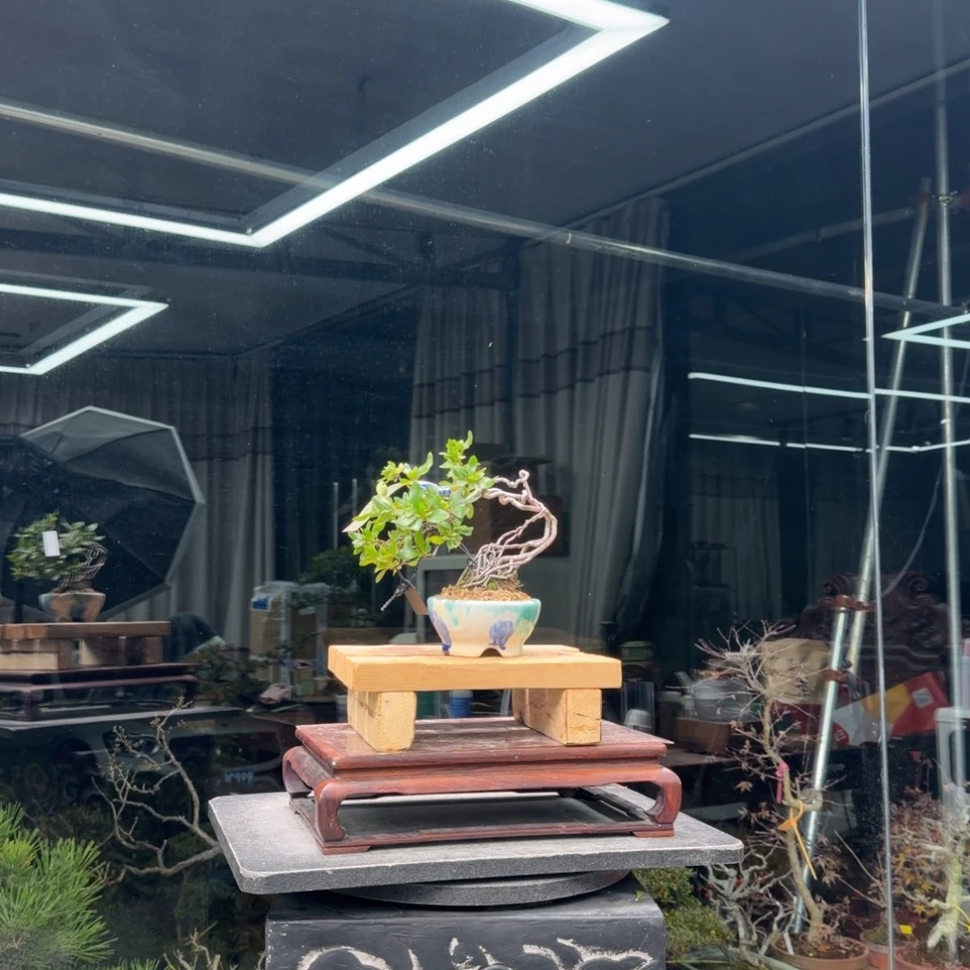 杰***杰无花朵花卉苗木花卉苗木