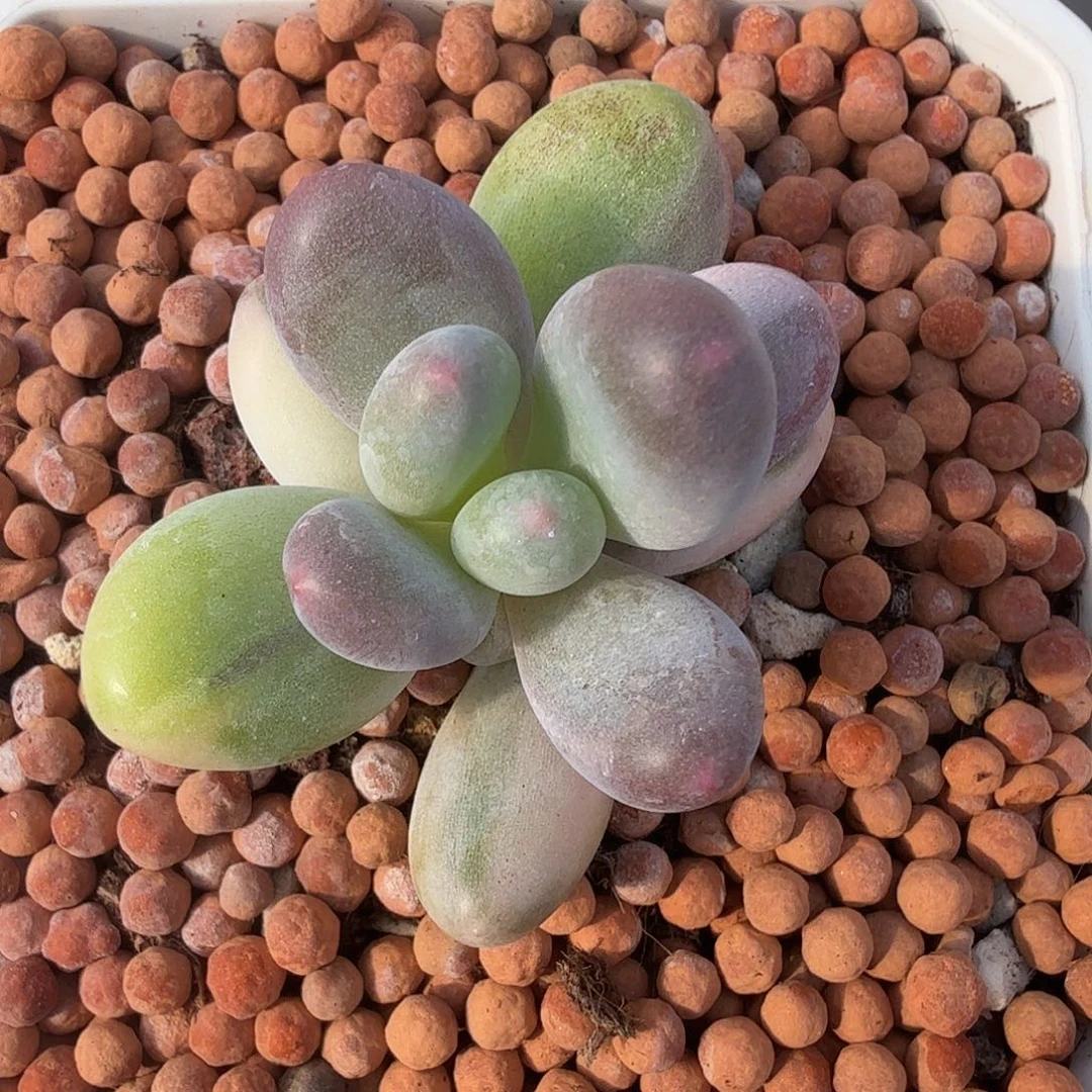 奶酪锦，多肉植物。