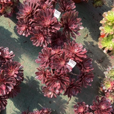 泽***亿001，002醉红颜多肉