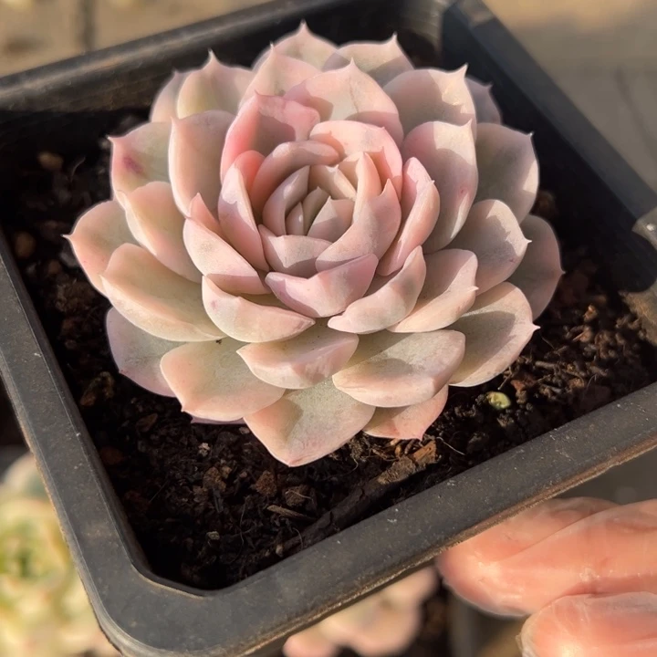 雪球锦一物一拍锦龙