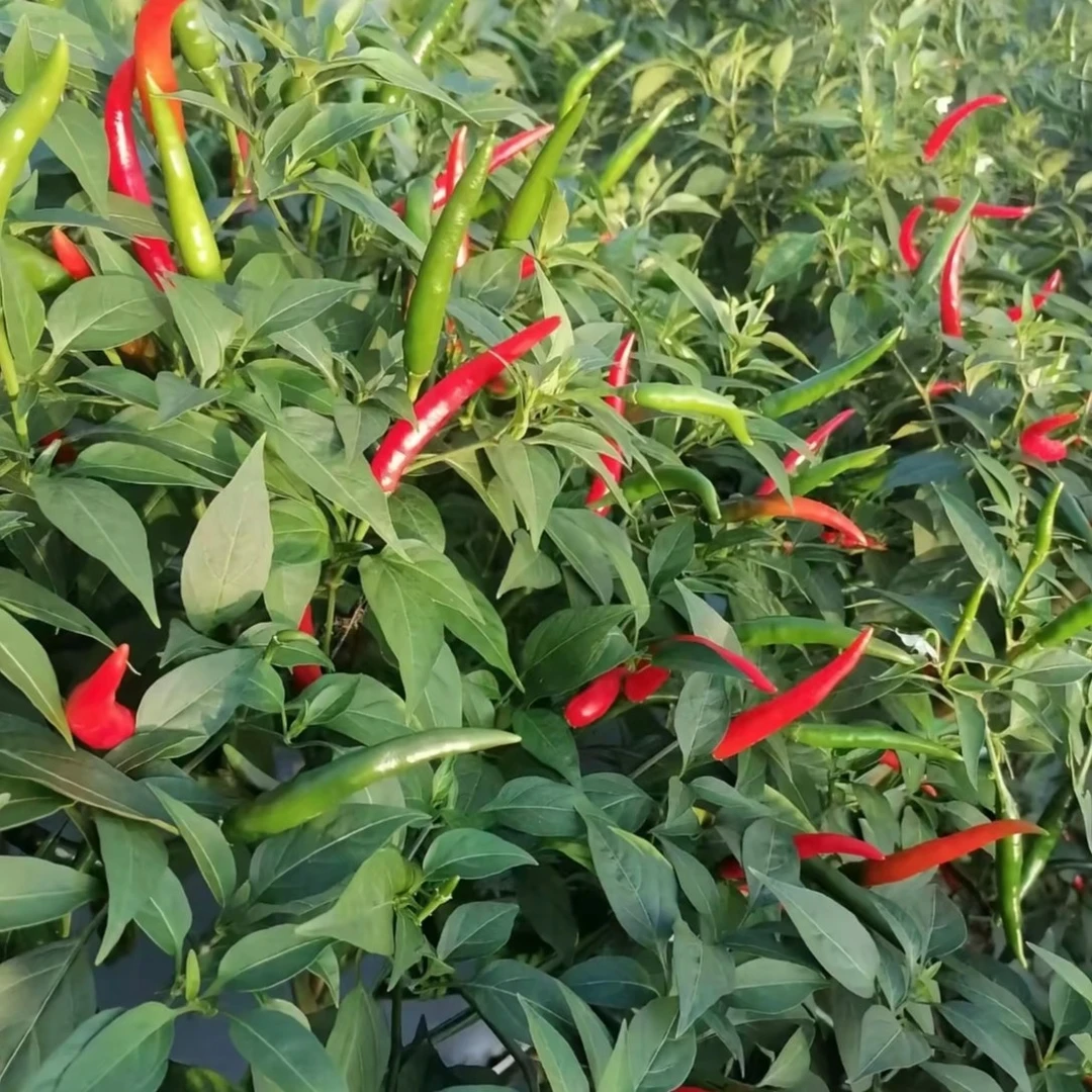 新鲜现摘特辣小米椒可用于餐饮调味的朝天椒（特辣爆辣香辣）