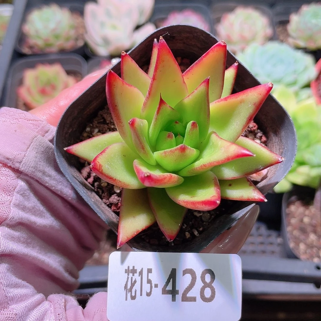 花利美15-428口红