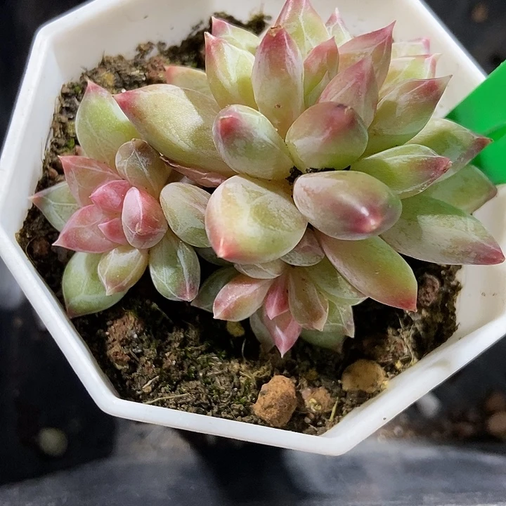 多肉植物伊丽莎白群1667