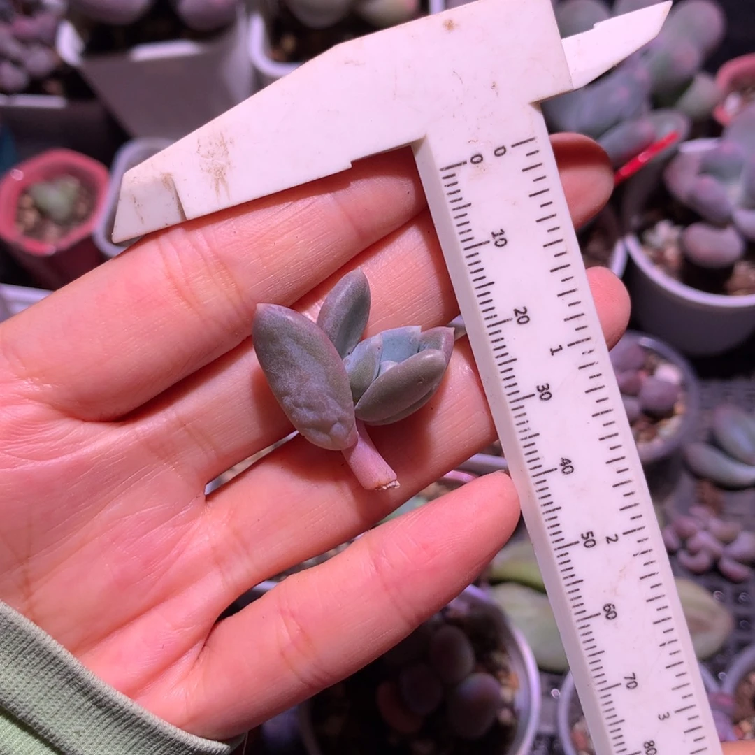 加菲猫加菲猫加菲猫