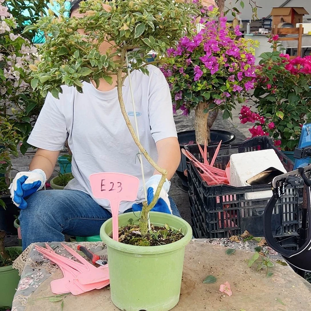 人***，大部分花苞少量开放E23少女心