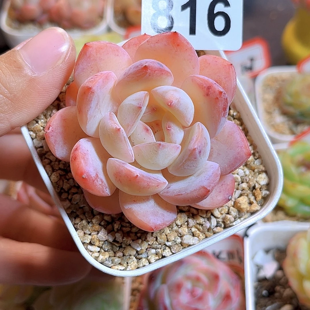 香***菜816  新品珍妮 满18包邮