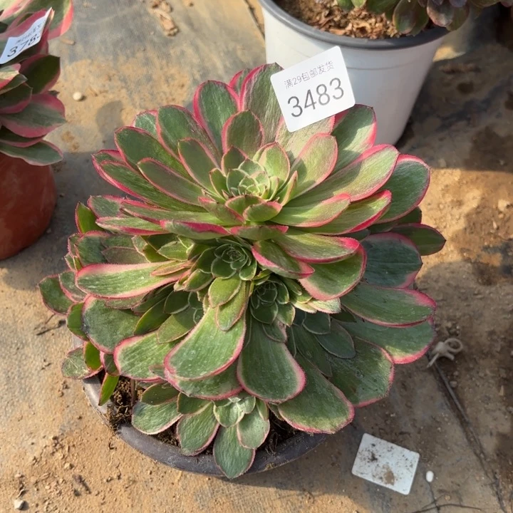 粉花妖多肉法师3483