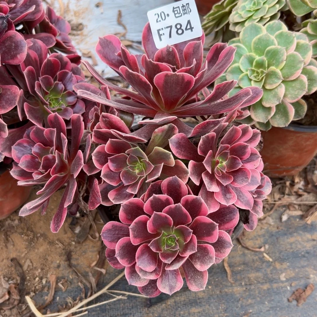 安***@784凤冠，多肉法师