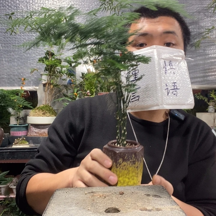 以实际为准盆景绿植盆栽102