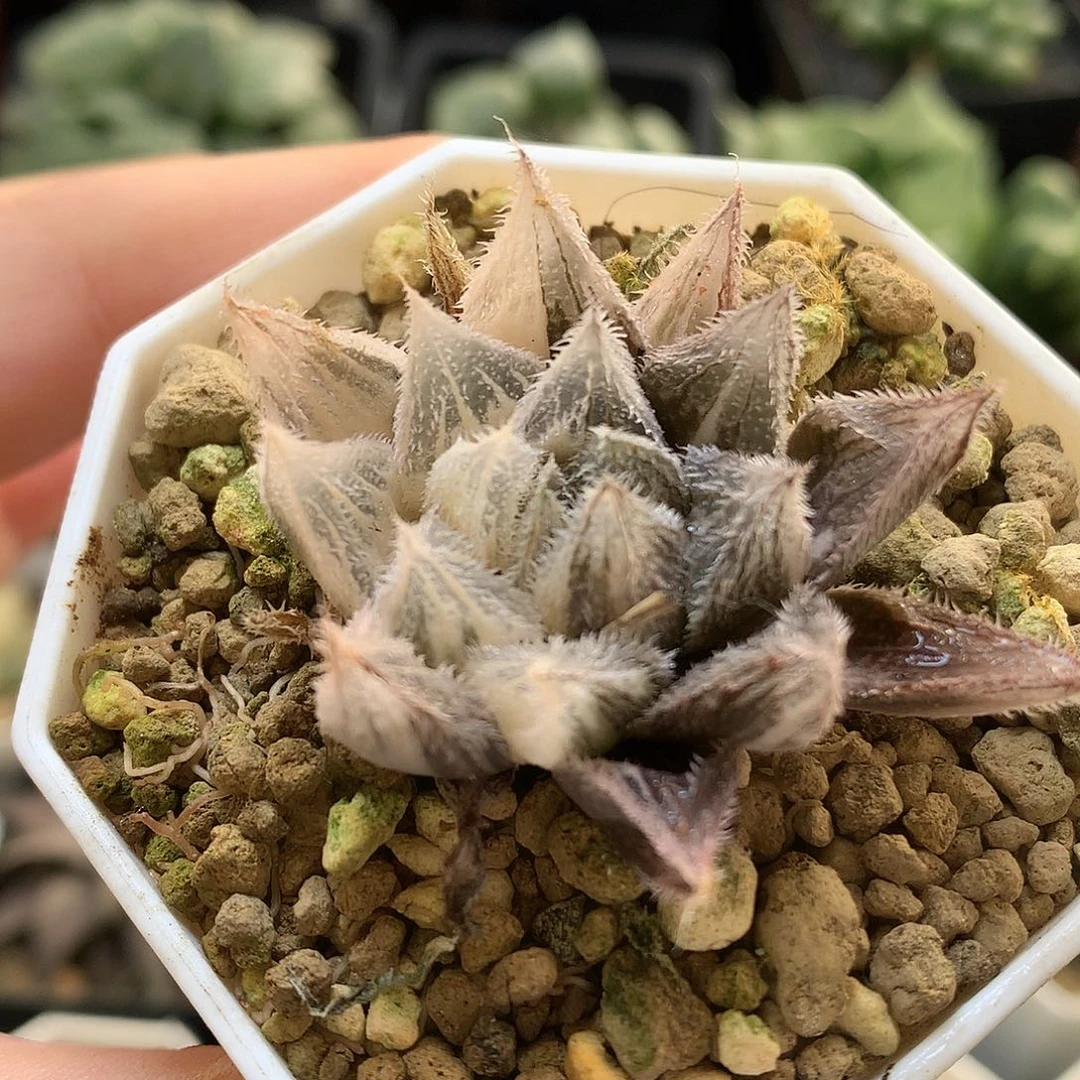 绘卷锦带盆土发货lol