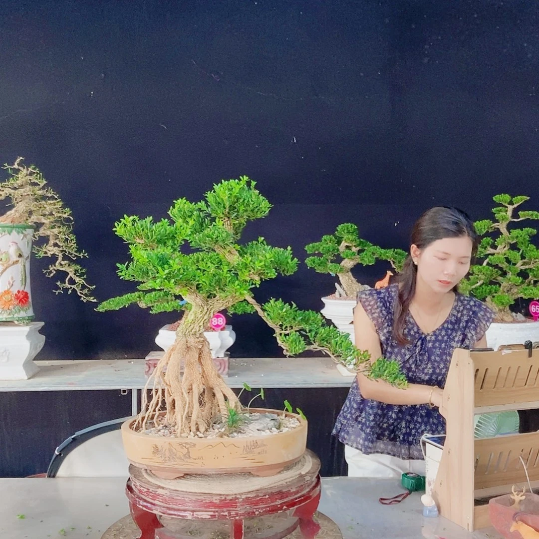 当前无花朵，栽培后可花朵