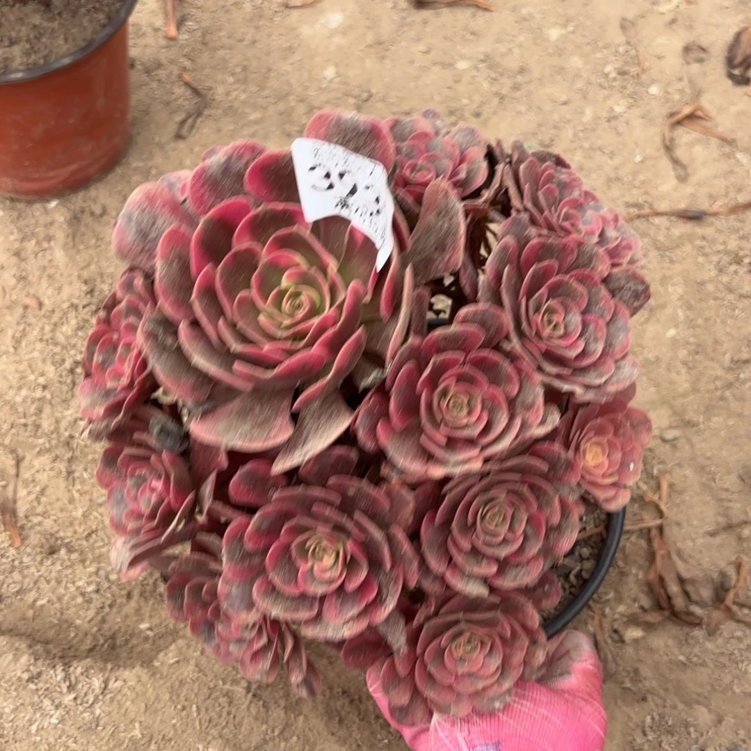 R. 3939爱神处理多肉，ba