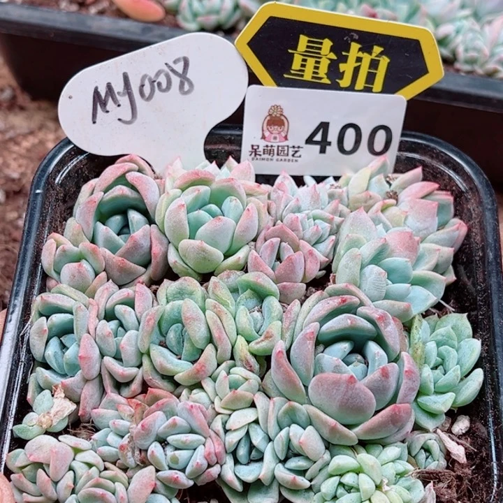 多肉植物多肉植物