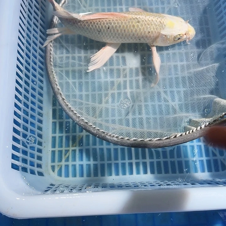 海水鱼锦鲤锦鲤锦鲤