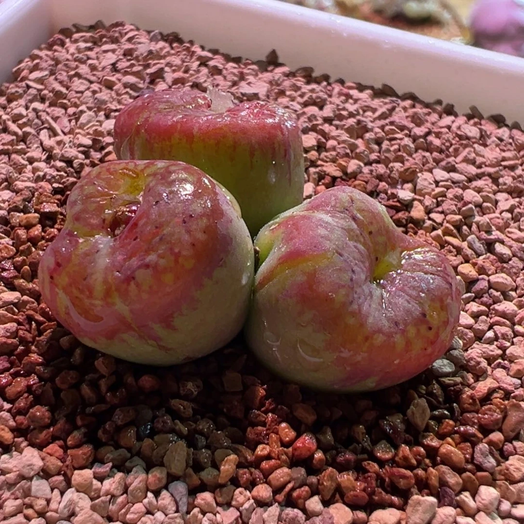 0365，墨杂，肉锥植物