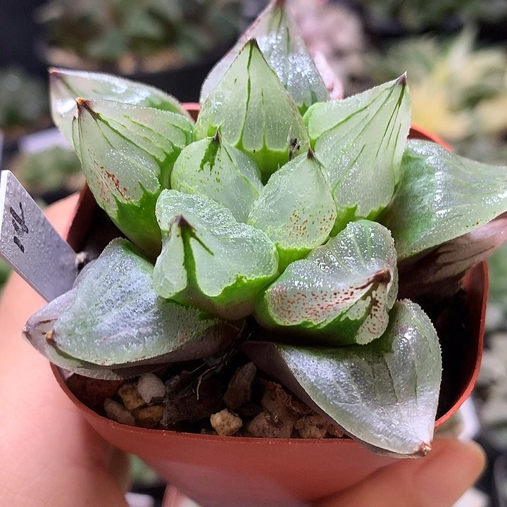 冰城寿带盆土发货tof