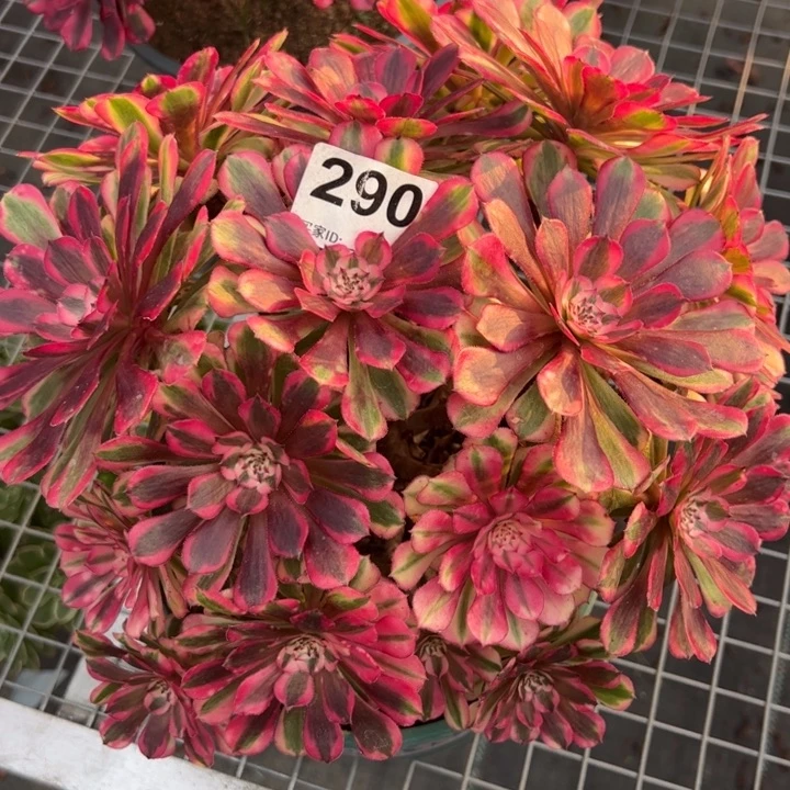 290红铜超白朵朵26厘米左右