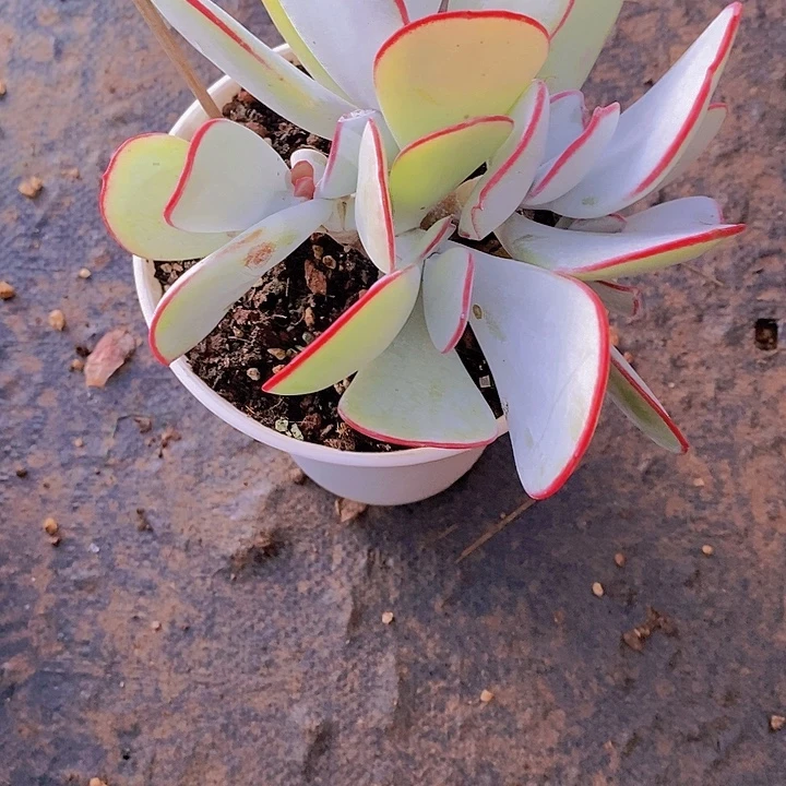 小***幺白眉多肉植物老桩