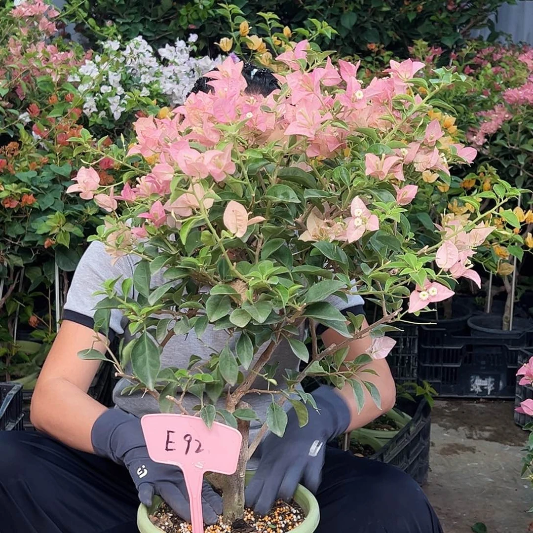 S****当前无花栽培后可以开花E92卡雅塔