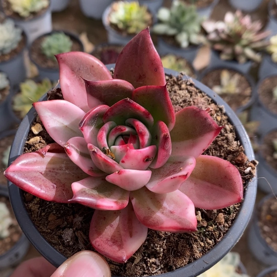 弗朗明哥多肉植物A3382