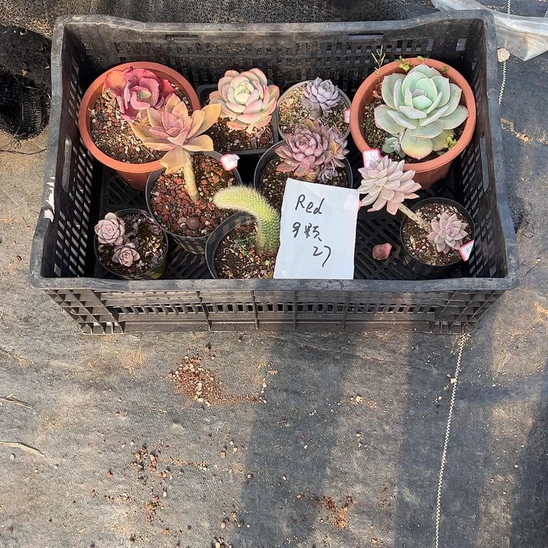 R****9颗多肉小老桩脱土发