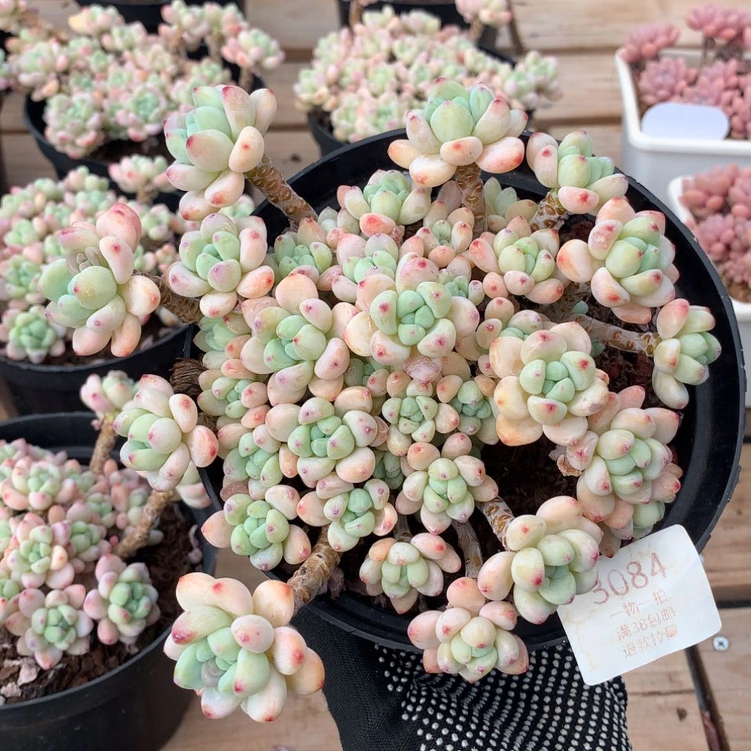 17厘米群生樱花罗琦3084