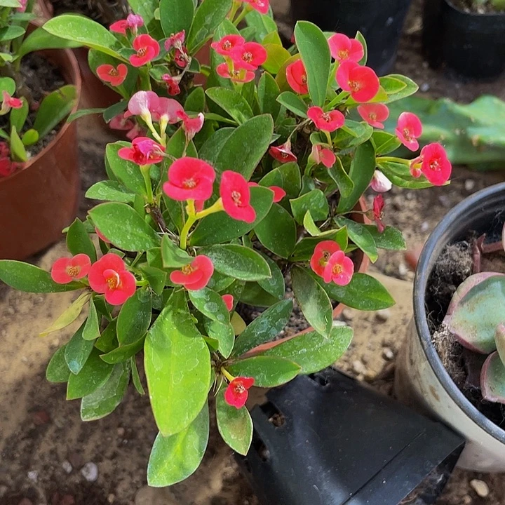 虎刺梅5.8带盆土发