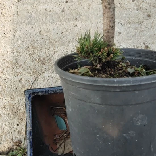 红陶矮霸老桩松树盆景