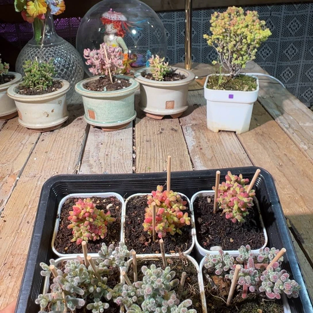 枝干番杏多肉植物156