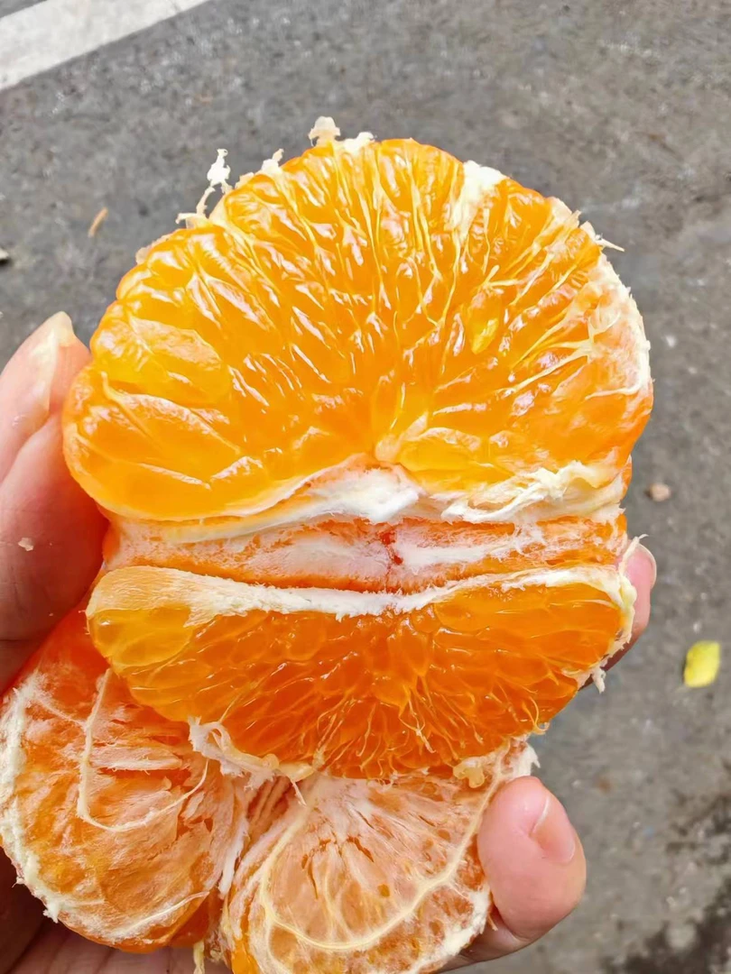 春见耙耙柑 净重4斤左右