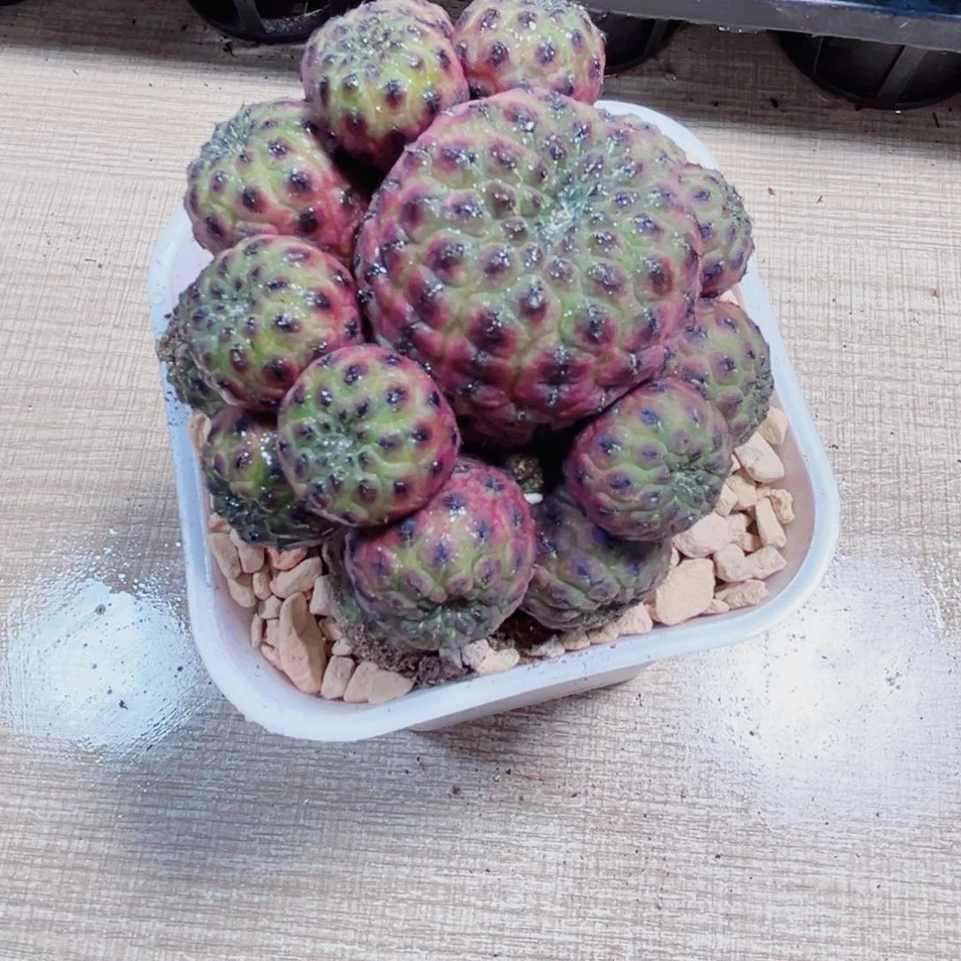 漂亮肉肉多肉植物