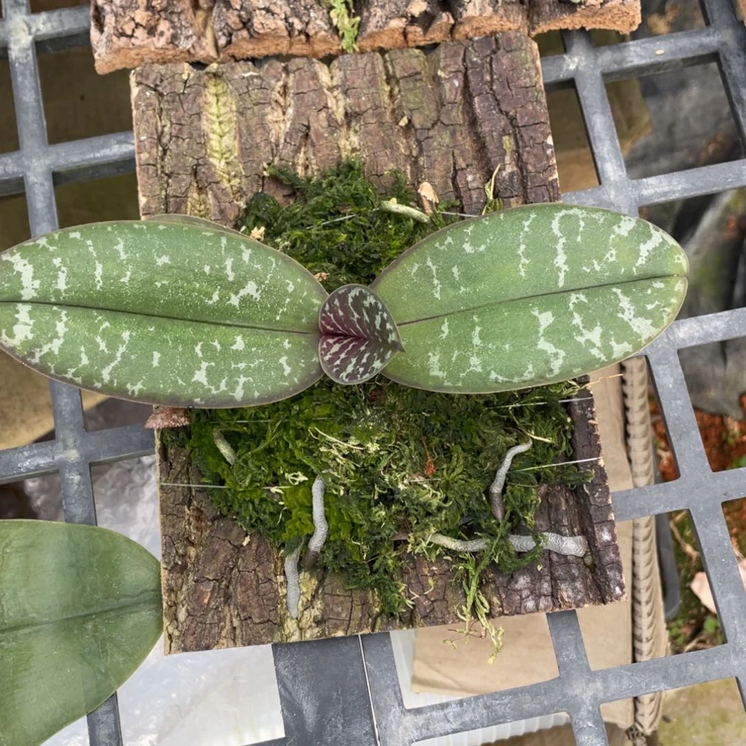 当前无花栽培后可以开花（少根）板植盲盒