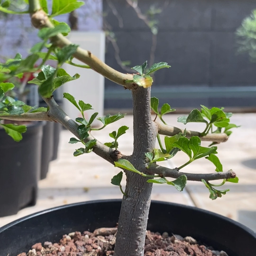 好望角开瓶器实生带盆