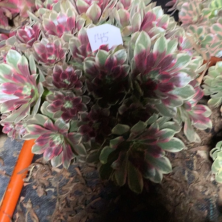 冯***姐145多肉植物一物一拍