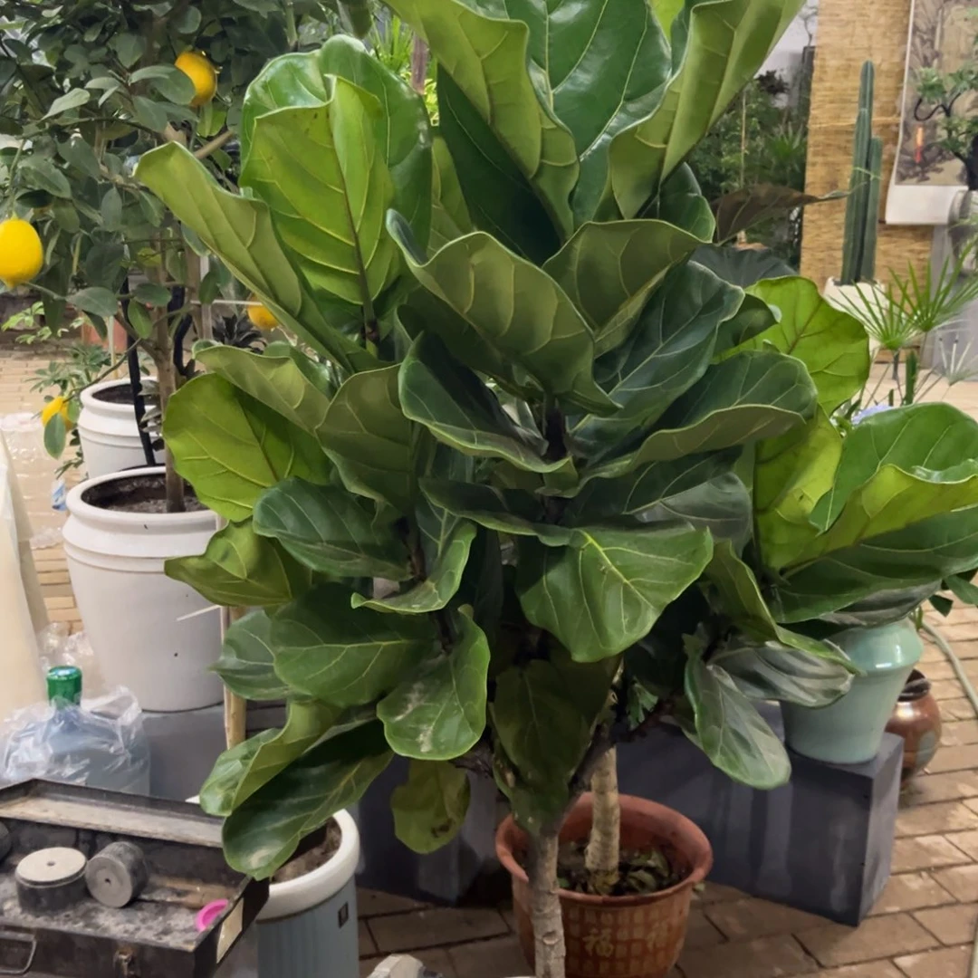 *****完全开放花陶园艺青叶榕盆栽