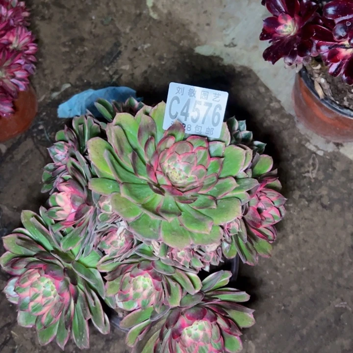 莲花座多肉植物法师4576