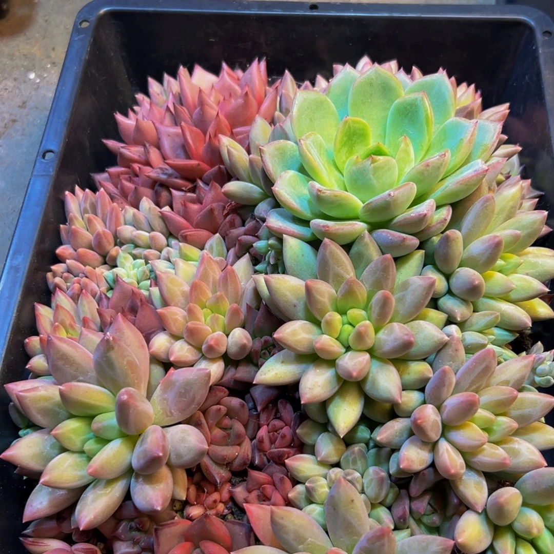 616多肉植物的生长发育和