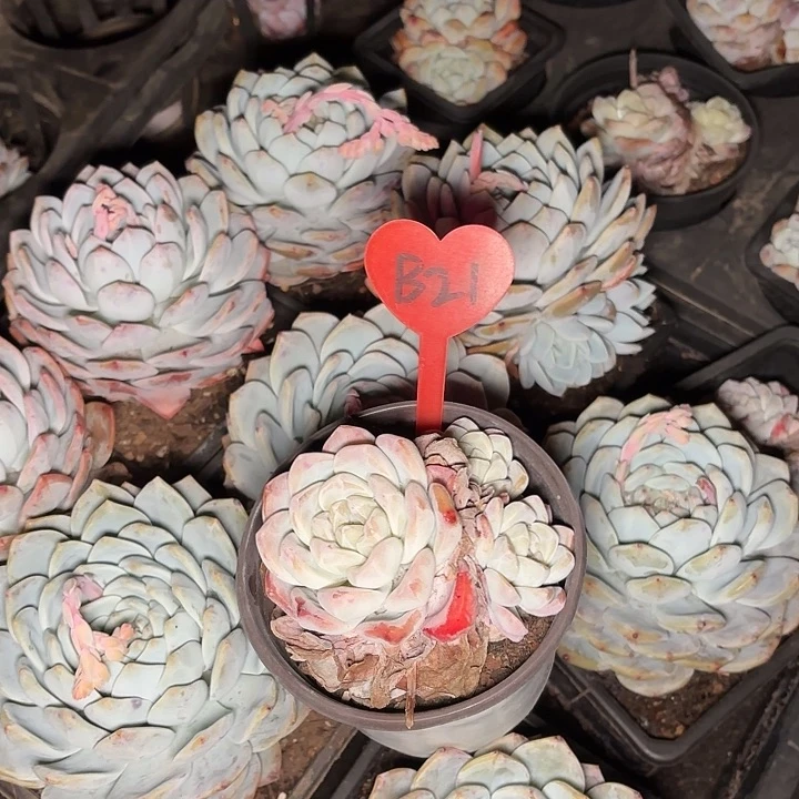 ?**?梦露冰玉10颗一物一拍B21