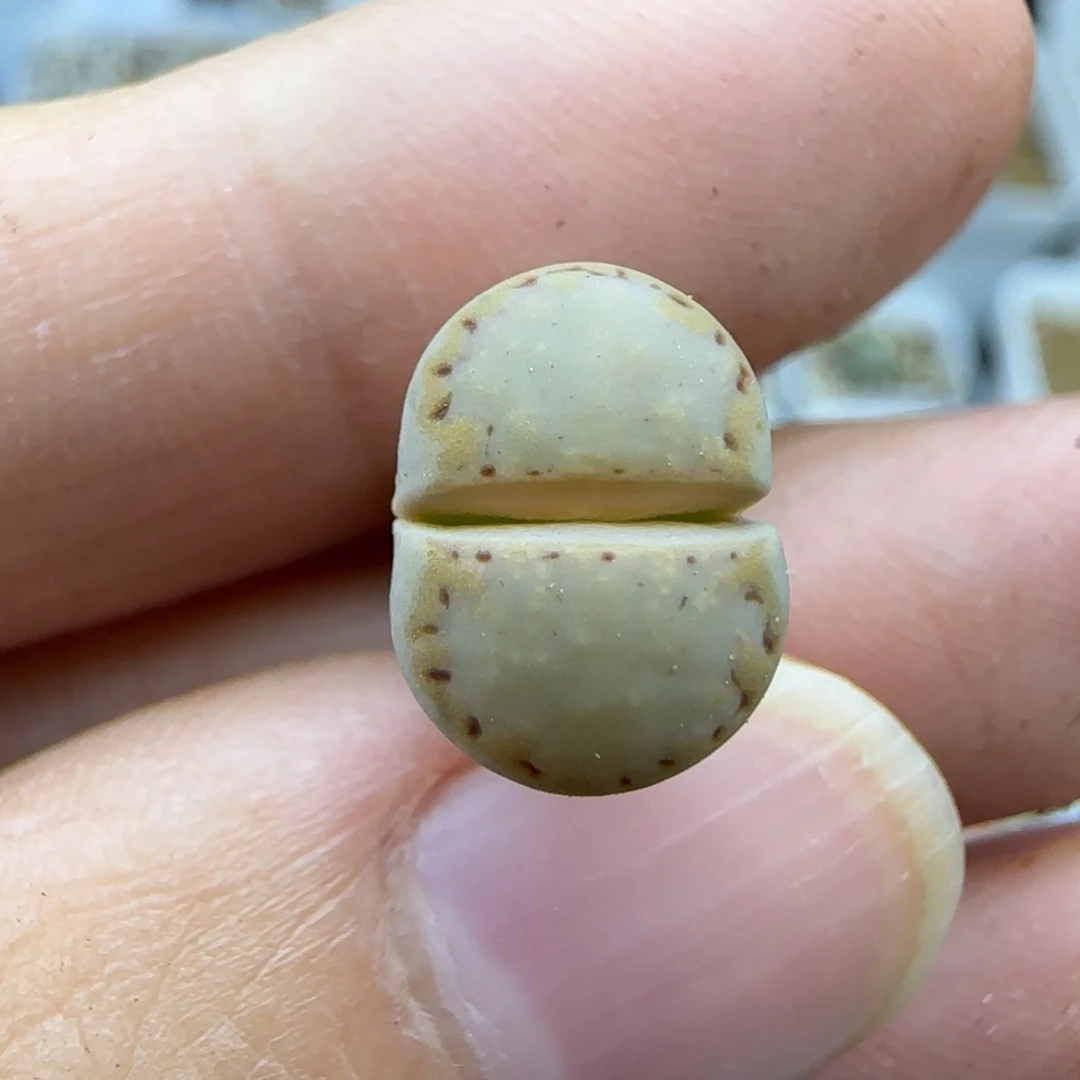 208粗金边净窗饼干歪根特30包邮